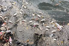 Banyak Ikan Mati di Kali Ancol, Sudin LH Akan Cek ke Laboratorium