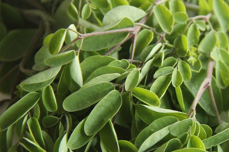 Ilustrasi daun kelor.