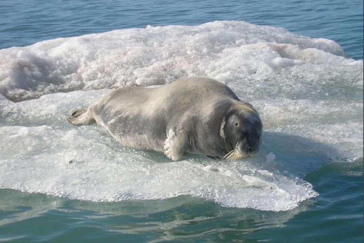 Ilustrasi anjing laut Arktik 
