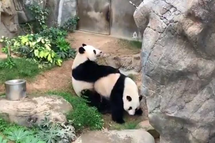 Tangkapan layar perkawinan panda di kebun binatang Ocean Park, Hong Kong, Senin (6/4/2020).