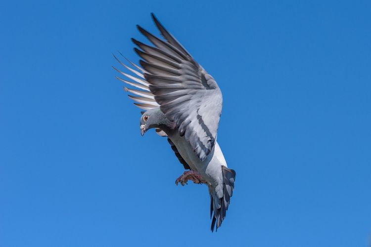 Seekor Merpati Balap Belgia Terjual Rp 20 Miliar Dalam Lelang Online