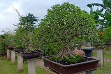 Dulu Kawasan Kumuh, Kini Jadi Kebun Bonsai di Kota Depok