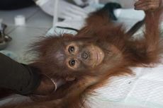 Enam Orangutan Segera 