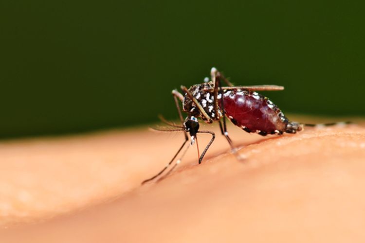 Aedes aegypti