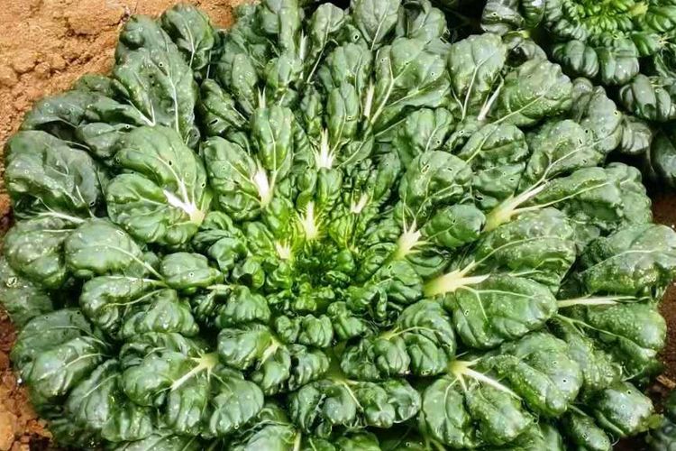 Ilustrasi tanaman sayuran tatsoi.