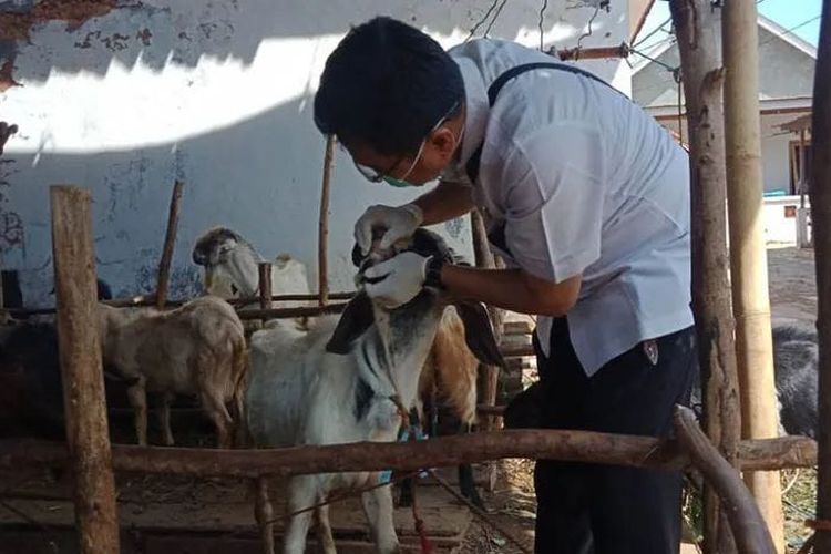 Dinas Ketahanan Pangan, Pertanian dan Peternakan (DKPP) mulai meningkatkan pemantauan hewan kurban menjelang hari raya Idul Adha 2024.