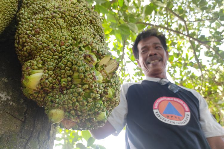 Ketua RT 13, Desa Sukaperna, Kecamatan Tukdana, Kabupaten Indramayu, Dasman (57), saat melihat pohon nangka berbuah pisang. 