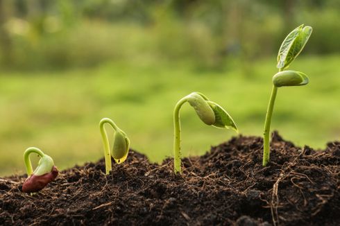 Soal UAS Biologi: Pengaruh Cahaya pada Pertumbuhan Tumbuhan