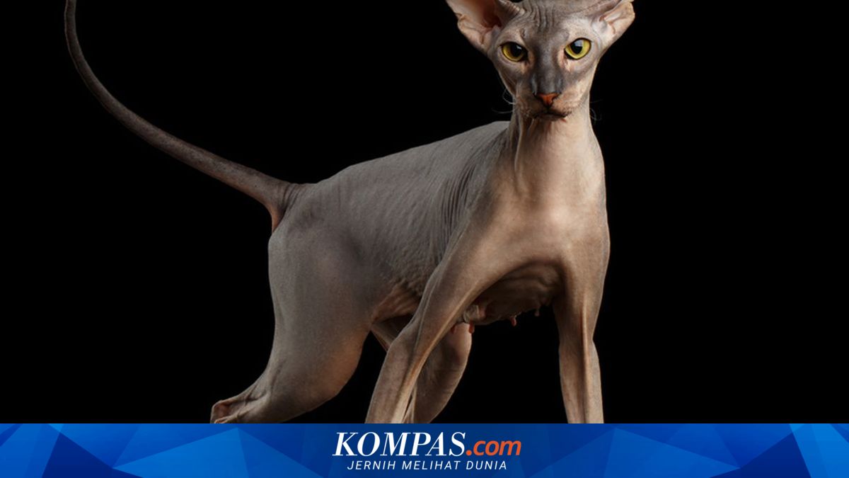 7 Ras Kucing Langka yang Sulit Ditemukan