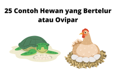 25 Contoh Hewan yang Bertelur atau Ovipar