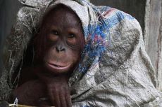 Orangutan Peliharaan Warga Akhirnya Diserahkan ke BKSDA Kalbar