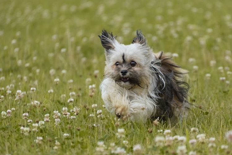 Havanese