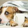 Trik Membuat Anjing Mau Minum di Cuaca Panas, Viral di TikTok