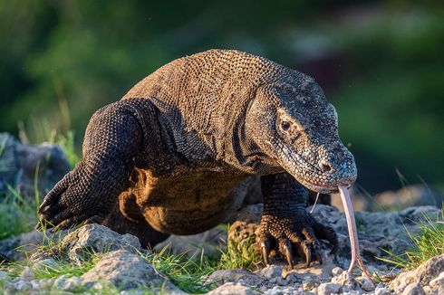 Daftar Fauna Identitas Setiap Provinsi di Indonesia