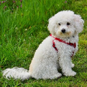 Ilustrasi anjing Bolognese. 