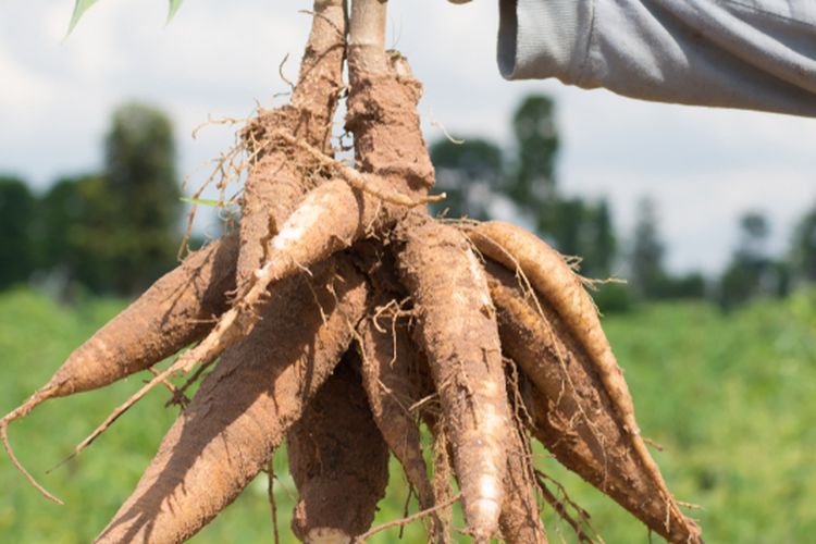 Ilustrasi budidaya singkong, panen singkong. 