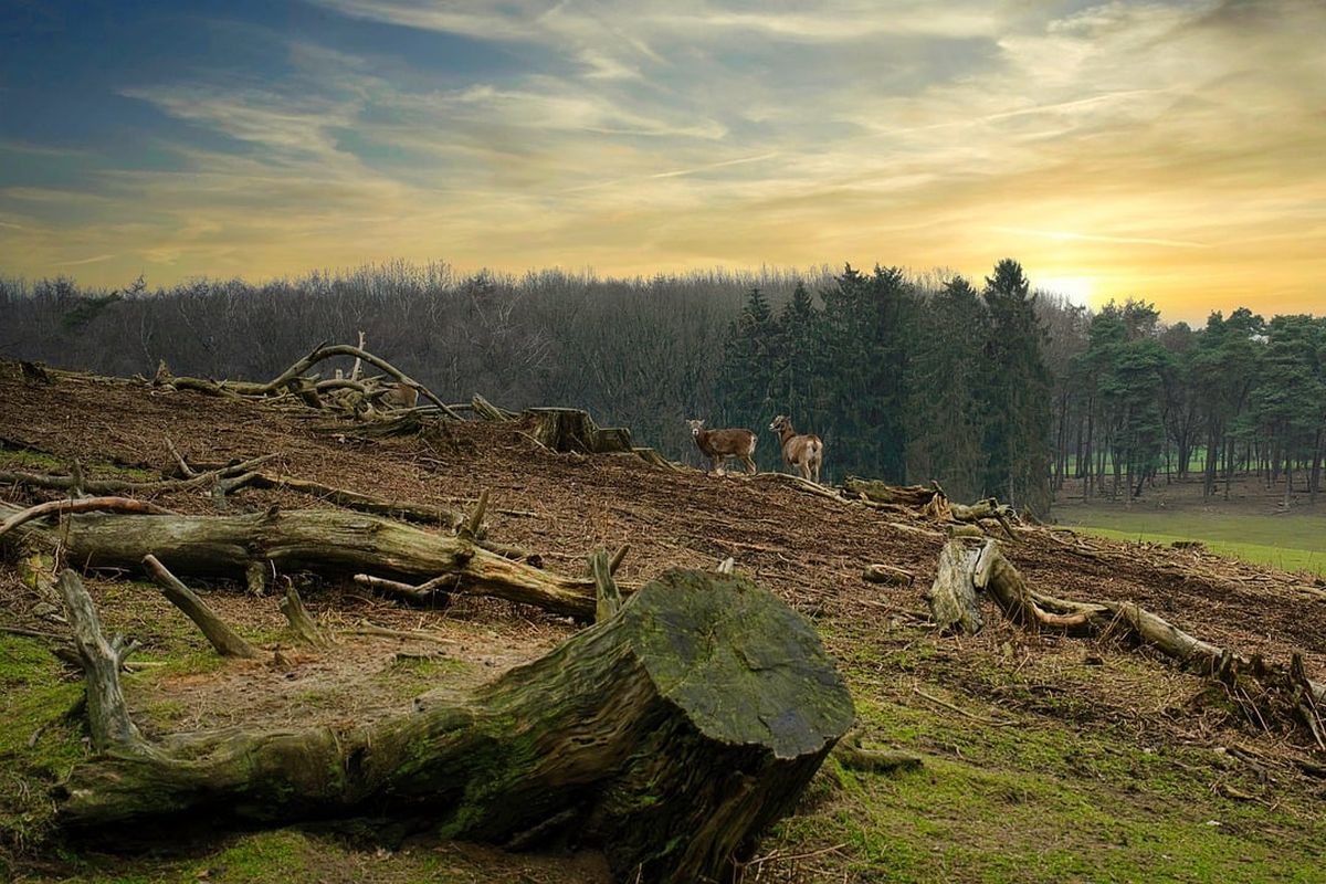 Penggundulan hutan. Deforestasi adalah pembukaan lahan dengan sengaja. Deforestasi disebabkan oleh keserakahan manusia dalam membuka dan mengubah lahan hutan.