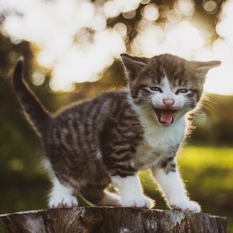 Illustration of a kitten.