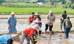 Kemarau Tetap Bisa Tanam, Petani Senang IP Naik 