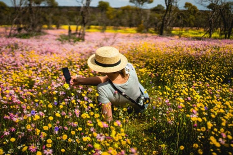 Hamparan wildflower di Coalseam Conservation Park, Australia Barat (Dok. Tourism Western Australia)