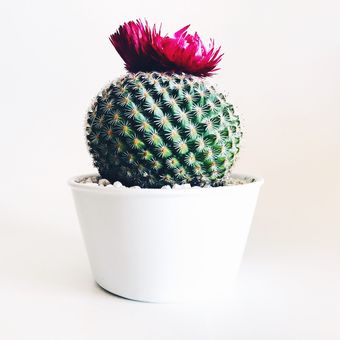 Ilustrasi tanaman kaktus mini.