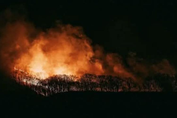 5 Cases of Disaster Fund Corruption: Bird Flu, Covid Social Assistance, and Forest Fire Management