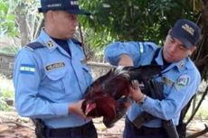 Dianggap Jadi Biang Keributan, Seekor Ayam Jantan Dipenjara