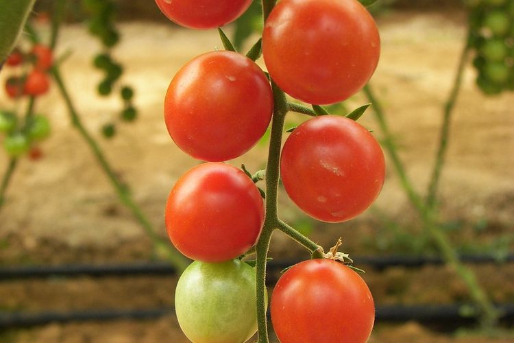 ilustrasi tanaman tomat ceri