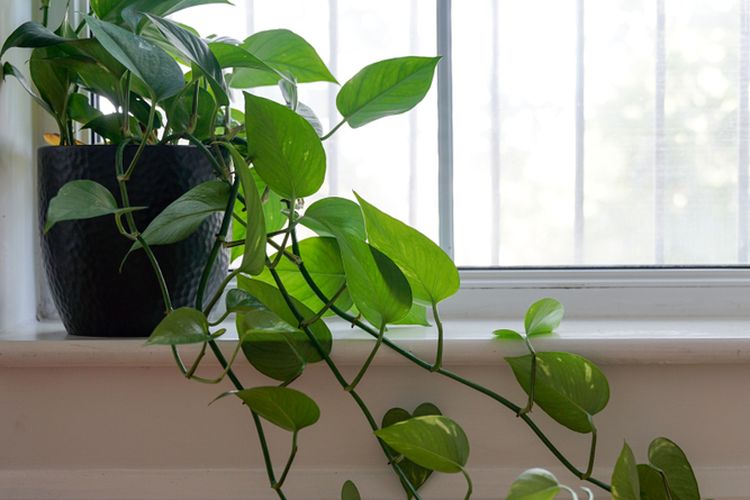 Ilustrasi tanaman hias philodendron heartleaf.