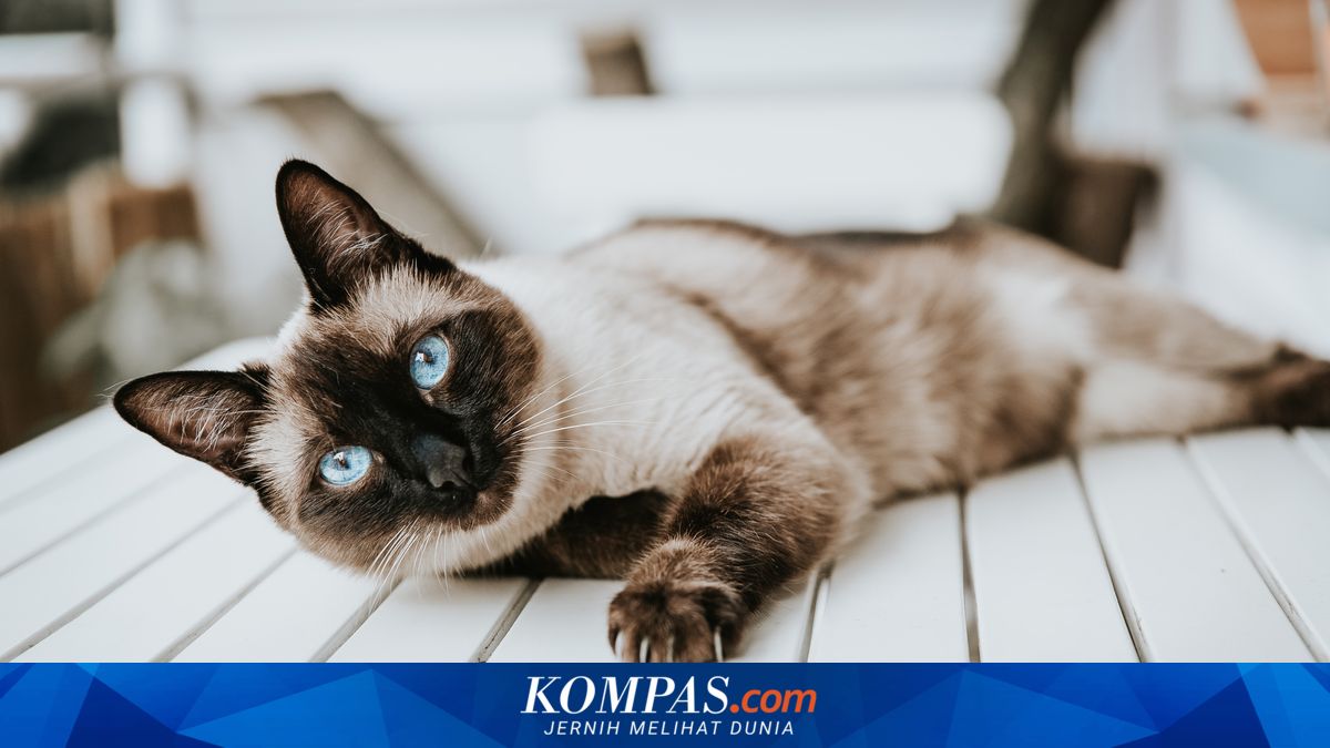10 Ras Kucing yang Cocok untuk Dipelihara Pemula