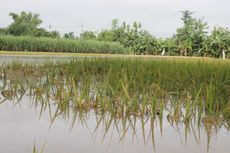 Hujan Deras, 30 Hektare Lahan Padi Siap Panen di Ngawi Kebanjiran