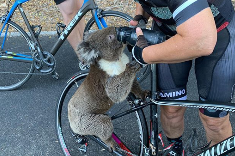 Koala di Australia meminta minum kepada para pesepeda yang melintas