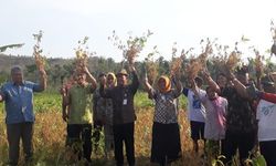 Meskipun Kemarau, Poktan di Gunung Kidul Berhasil Panen Kedelai