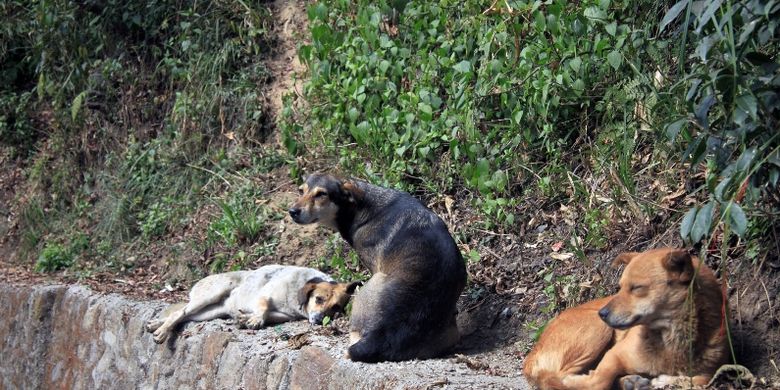 Anjing Liar Curi Bayi Dari Rumah Sakit Untuk Santapan Anak Anaknya