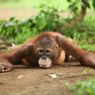 Terlalu Ramai, Semarang Zoo Tolak Masuk Ribuan Pengunjung