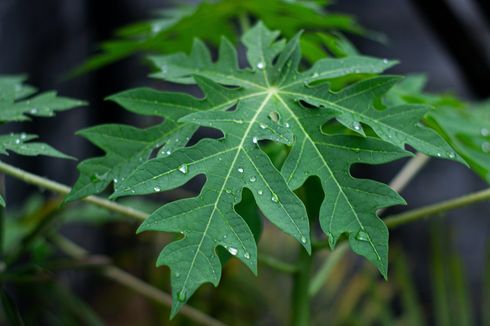 Apakah Daun Pepaya Bisa Menurunkan Gula Darah?