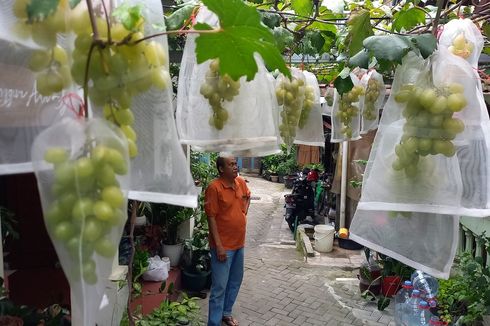 Budidaya Anggur di Kampung Tompeyan, Ditanam di Lahan Sempit, Hasilkan Berbagai Produk Olahan Makanan