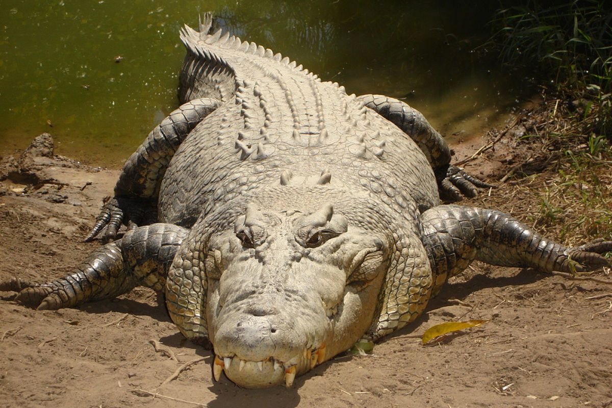 Ilustrasi buaya muara (Crocodylus porosus)