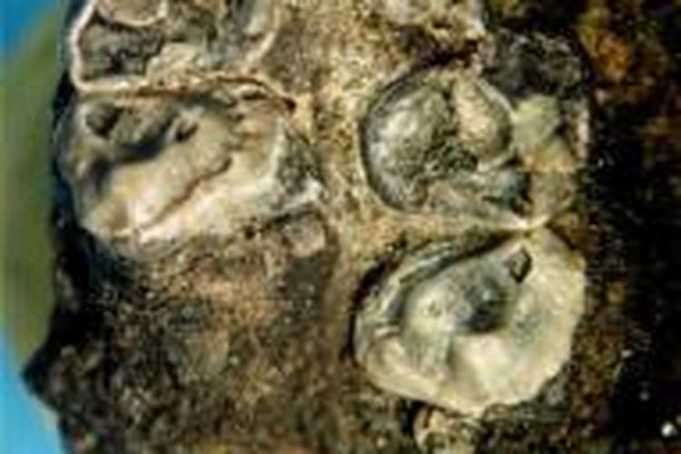Fosil Krabia minuta yang ditemukan di Thailand. 