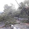 Hujan Deras Disertai Angin Kencang di Bogor Akibatkan Pohon Tumbang di 8 Lokasi