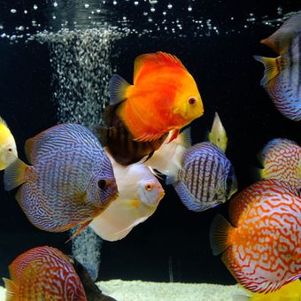 Ilustrasi ikan discus di akuarium. 