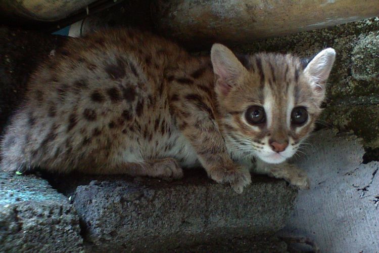 Seorang pria di Sumatera Utara ditangkap karena memperdagangkan kucing kuwuk (Prionailurus bengalensis) yang dilindungi.