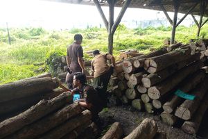 Babat Hutan Jati, Kades di Grobogan Jadi Tersangka Pembalakan Liar