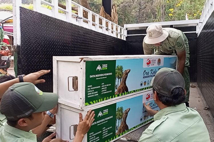 KLHK berangkatkan enam komodo dari TSI, Bogor, Jawa Barat, untuk kembali ke habitatnya di Labuan Bajo, NTT.