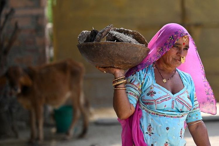 Dalam foto yang diambil pada 15 November 2022 ini, Sita Devi, seorang anggota komunitas Bishnoi, membawa kue kotoran sapi untuk digunakan sebagai bahan bakar memasak di desa Khejarli, sekitar 30 km dari Jodhpur di negara bagian Rajasthan, India utara. Bishnois adalah pejuang lingkungan asli India, percaya pada kesucian semua kehidupan, menghindari daging dan menghindari penebangan pohon hidup. Tersebar sebagian besar di dusun-dusun di seluruh Rajasthan, komunitas tersebut mengambil inspirasi dari Amrita Devi, seorang wanita Bishnoi yang terbunuh pada tahun 1730 ketika mencoba melindungi khejari ?sekarang pohon negara. 