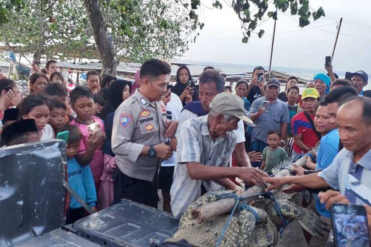 Nelayan Lombok Tangkap Buaya yang Berjemur di Keramba Udang 