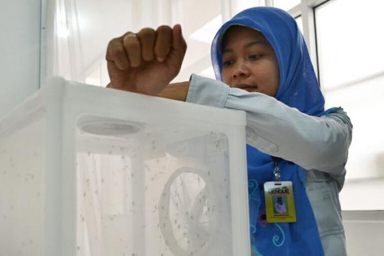 Salah satu pendonor saat memberi makan Nyamuk ber-wolbachia di Laboraturium Insektrum Sekip N-14, Kampus UGM (Foto : Humas UGM).