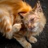 4 Cara Kucing Indoor Tertular Scabies Menurut Dokter Hewan
