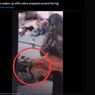 Kaki Seorang Wanita Dililit King Kobra Saat Bangun Tidur, Berdoa 3 Jam ke Dewa Siwa