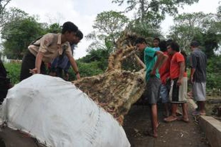 Sejumlah warga Lingkungan Dliwang dan Sembungan, Kelurahan Ungaran, Kecamatan Ungaran 

Barat, Kabupaten Semarang, Sabtu (26/4/2014) menghentikan aktivitas pencabutan pohon kamboja tua di 

Pemakaman setempat. 